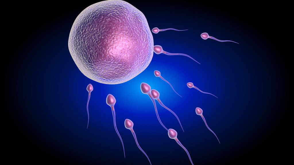 进入女性体内后,结合失败的精子都去哪里了?答案既心疼又好笑