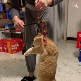 买英短看品相,买英短猫要问卖家什么问题