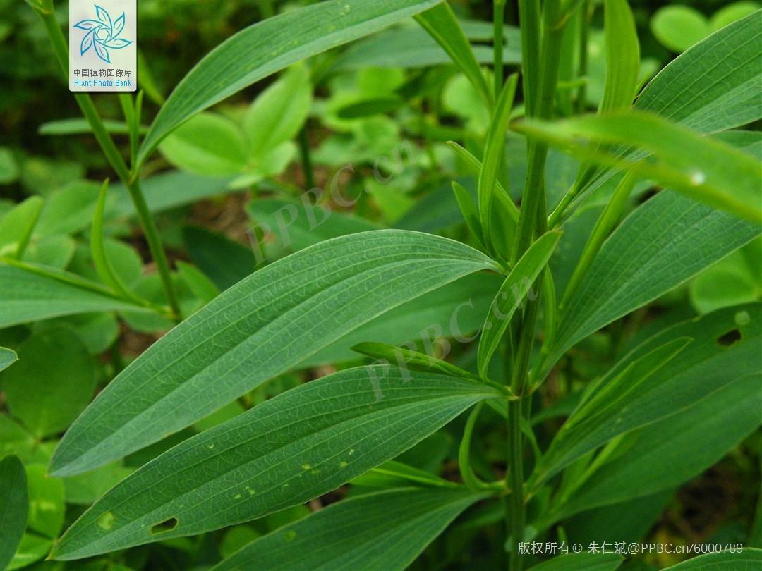 欣擎茹草踏春来·柴胡