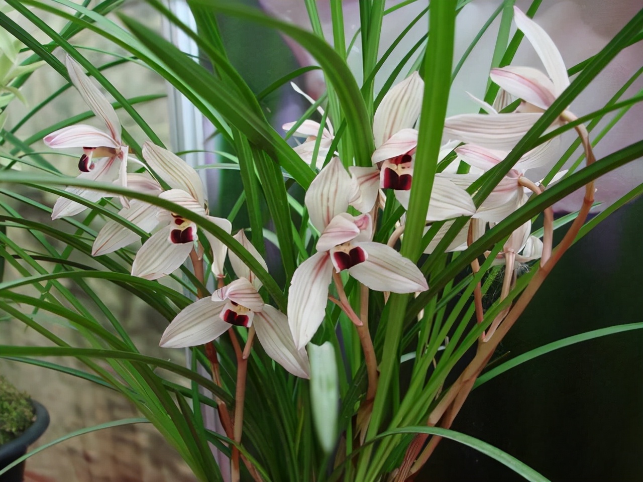 什么兰是最流行的兰花呢,兰花中哪个品种最好看又好养