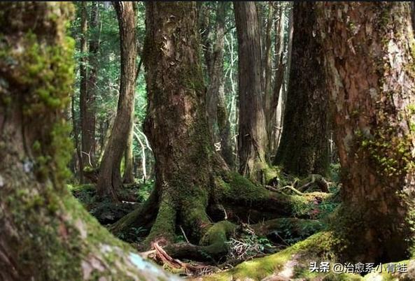 日本自杀森林究竟隐藏着什么秘密?为何如此诡异