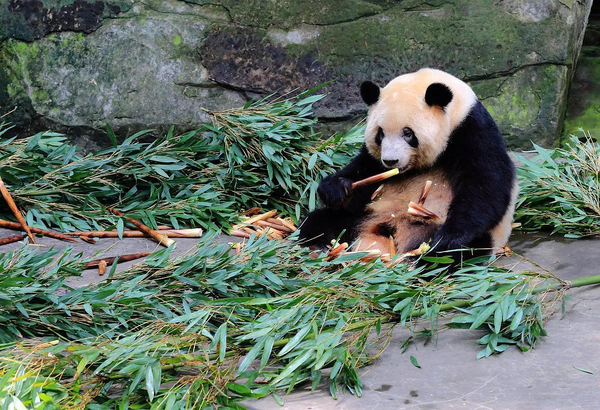 熊猫界几大家族,熊猫的种类有多少种