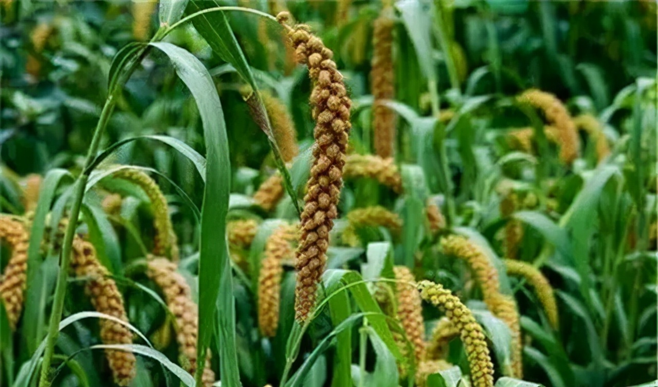 农业种植技术水稻,旱地谷子种植技术规范