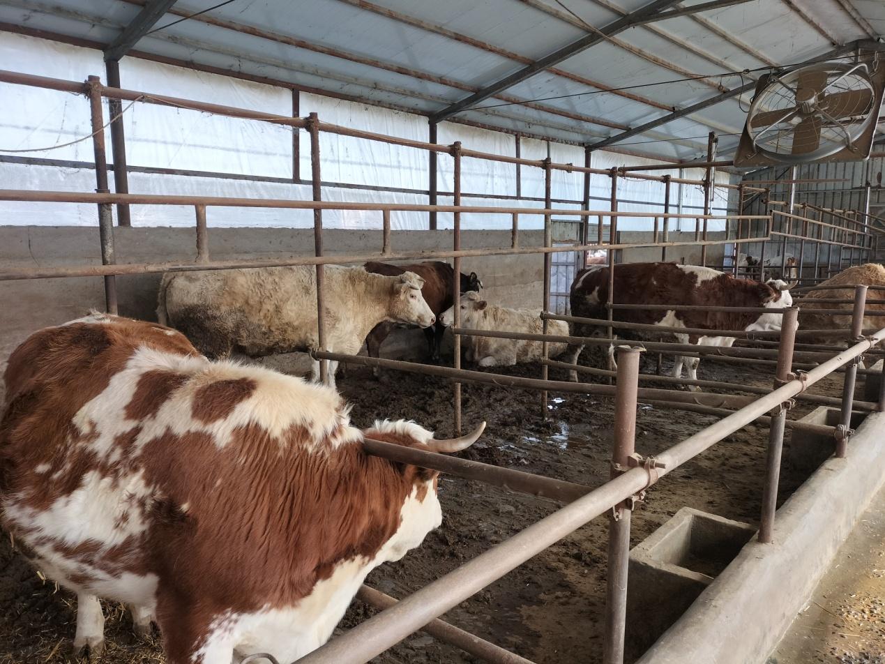 利辛高飞,安徽利辛养殖致富路