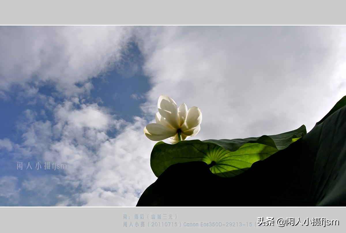 把荷花拍高级的摄影技巧,摄影荷花的拍摄技巧