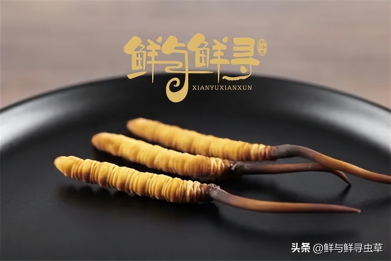 正宗冬虫夏草多少钱1斤啊,鲜冬虫夏草的价格是多少