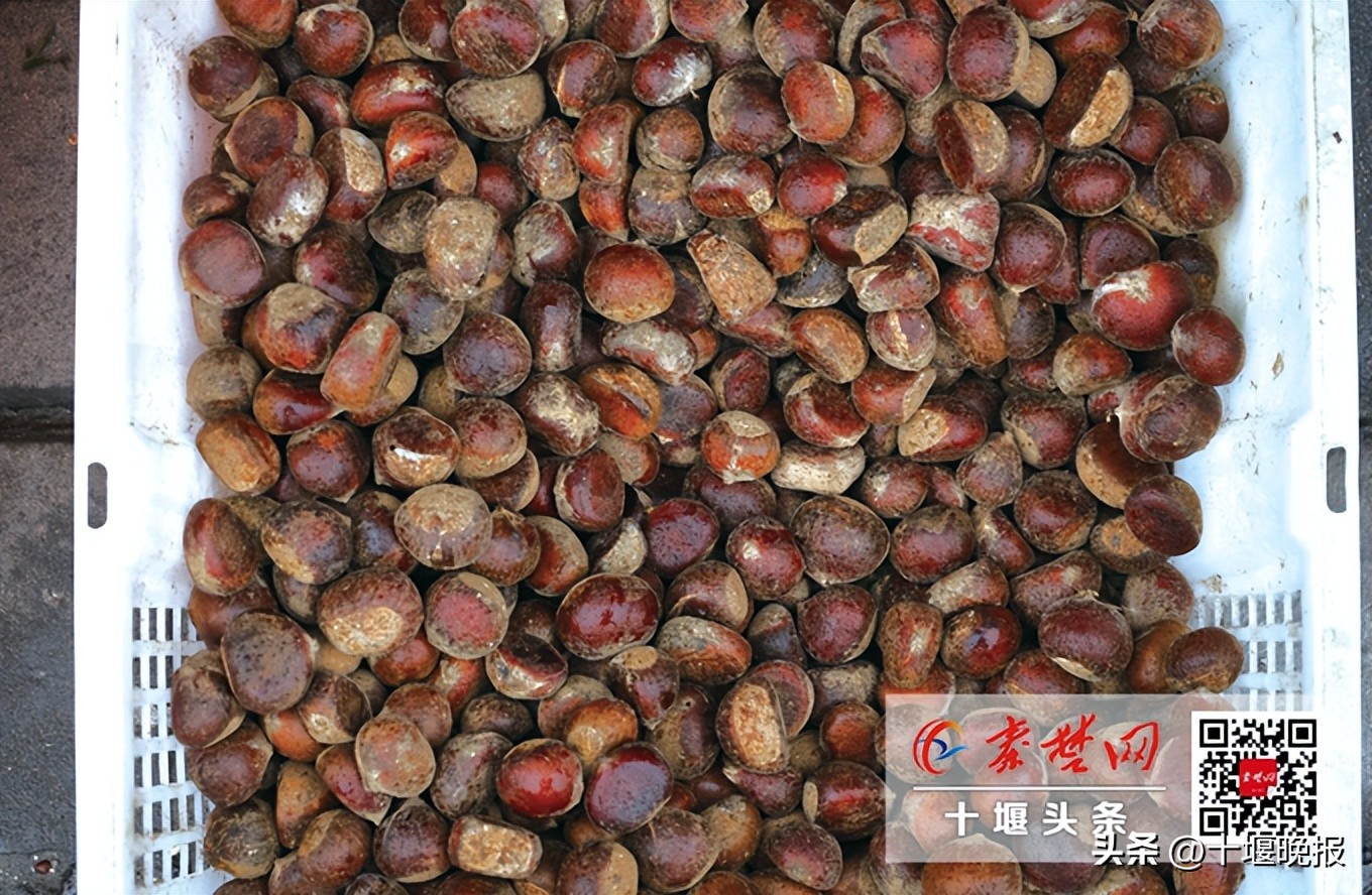 又香又甜的秋果,哪种秋果最好吃