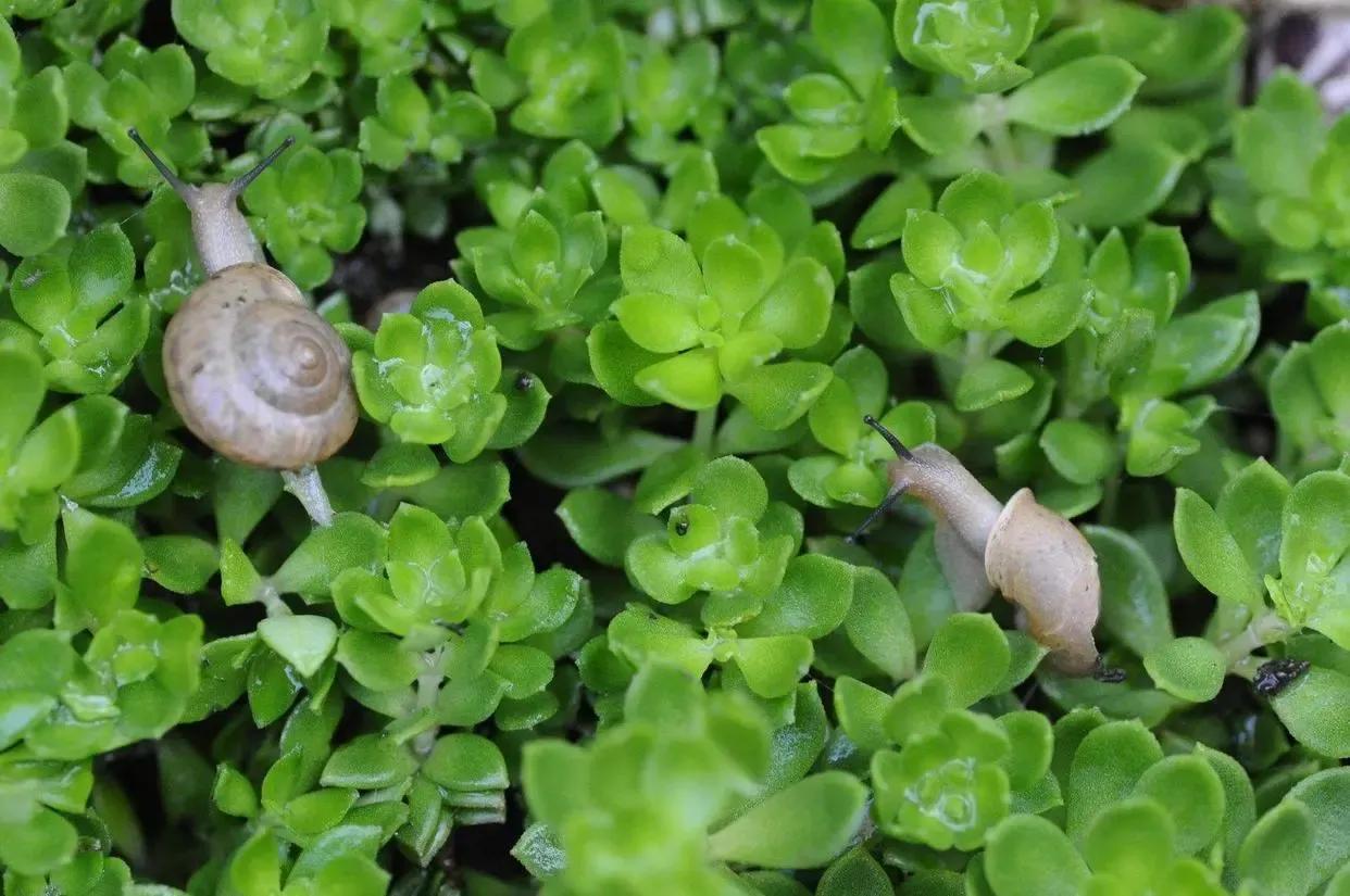 菜地里的蜗牛怎么消灭,菜地消灭鼻涕虫的最佳方法