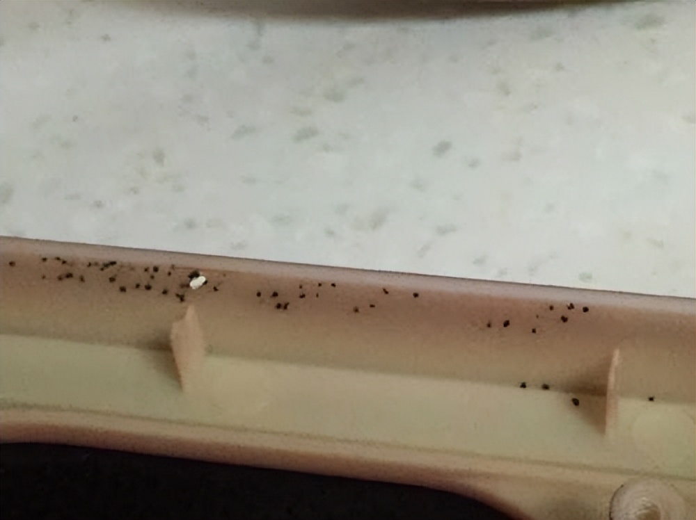 看不见蟑螂但是蟑螂在家里怎么办,家里平常看不到蟑螂怎么有蟑螂屎