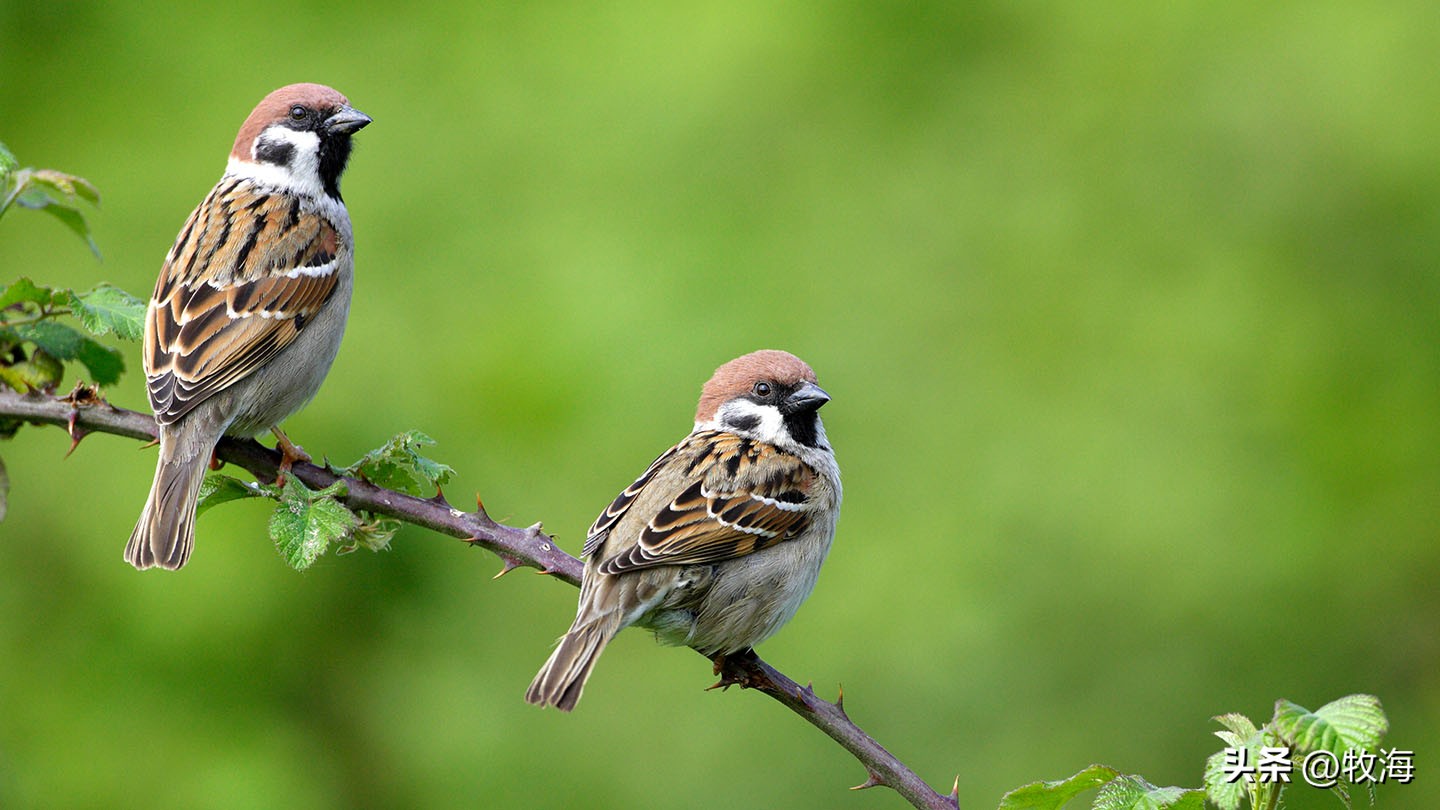 麻雀的寿命大约能活到多少,麻雀的寿命最长能活多少年
