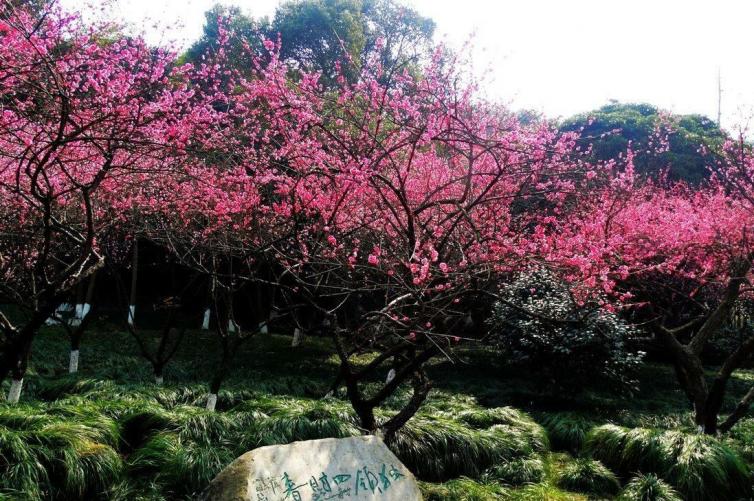 上海周边赏梅花的最佳地方,上海周边赏腊梅景点