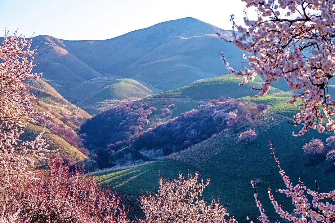 四月新疆伊犁草原,新疆伊犁野杏花最美人间四月天