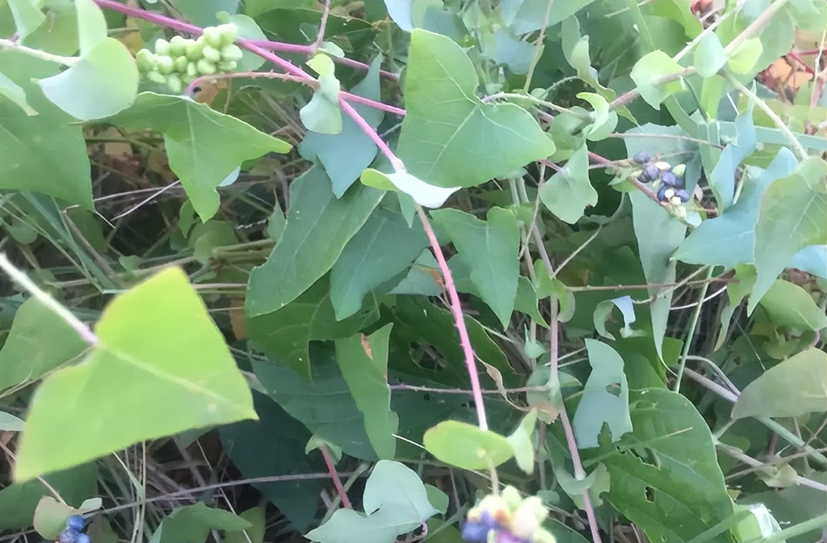 俗称“蛇*退倒**”，叶和果都能吃，山中见到薅一把，它的价值厉害了