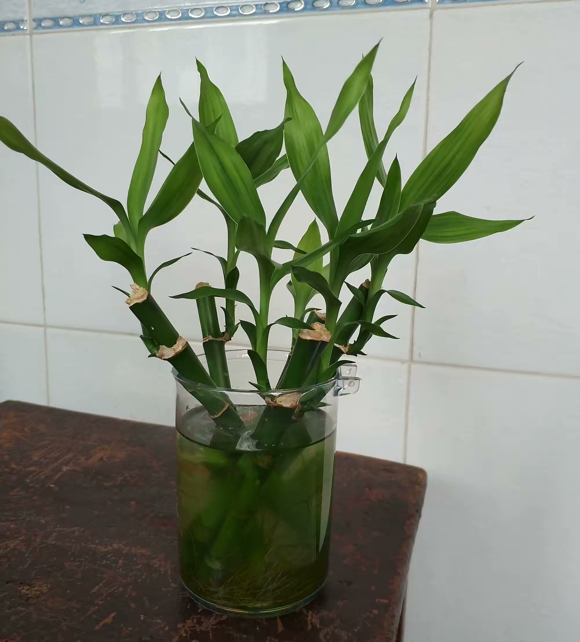 怎么样让水培富贵竹长得茂盛,短粗富贵竹水培方法