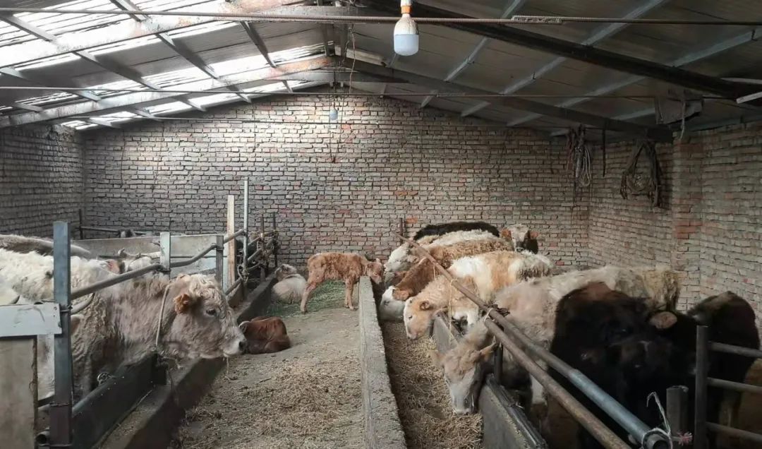 畜牧养殖拉动乡村农业产业化发展,畜牧养殖业发展思路