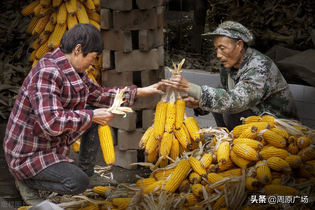 唐都浪子《饥荒年代关中往事》之：烧毛豆