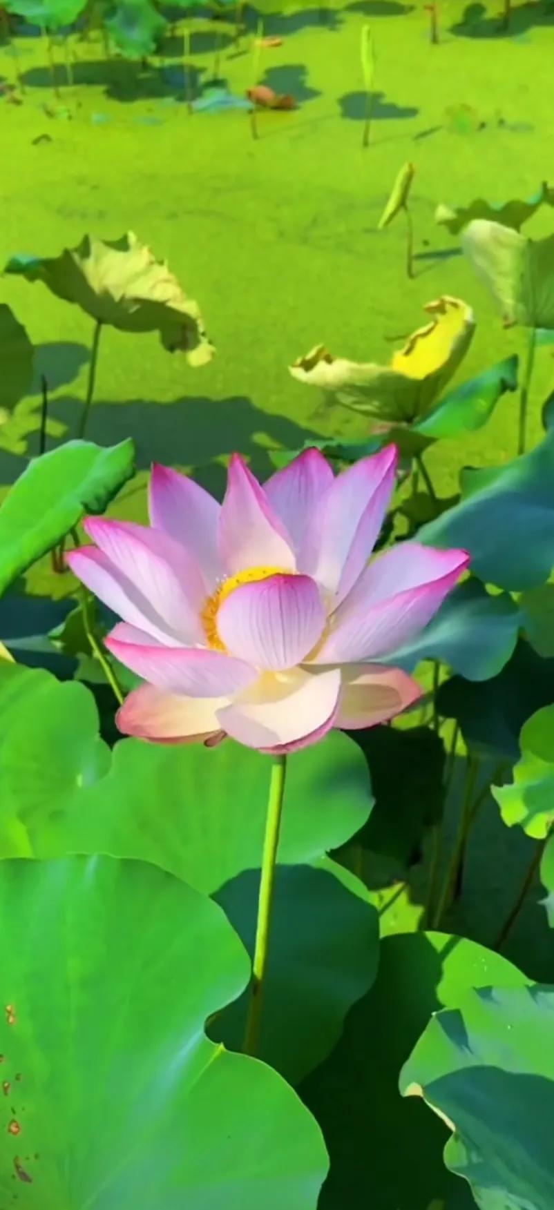 夏至荷花荷叶图片,夏至时节荷花正美图片