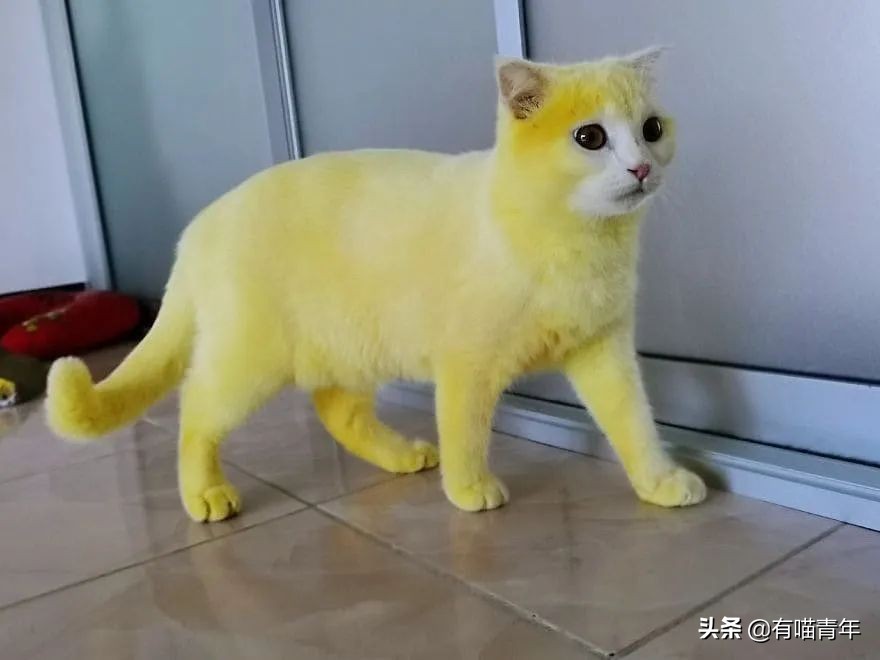 猫做核酸了么,猫核酸检测有必要做吗