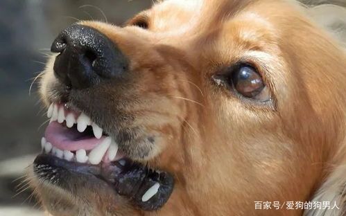 狗狗半夜叫扰民怎么制止,狗狗半夜不停挠地怎么回事