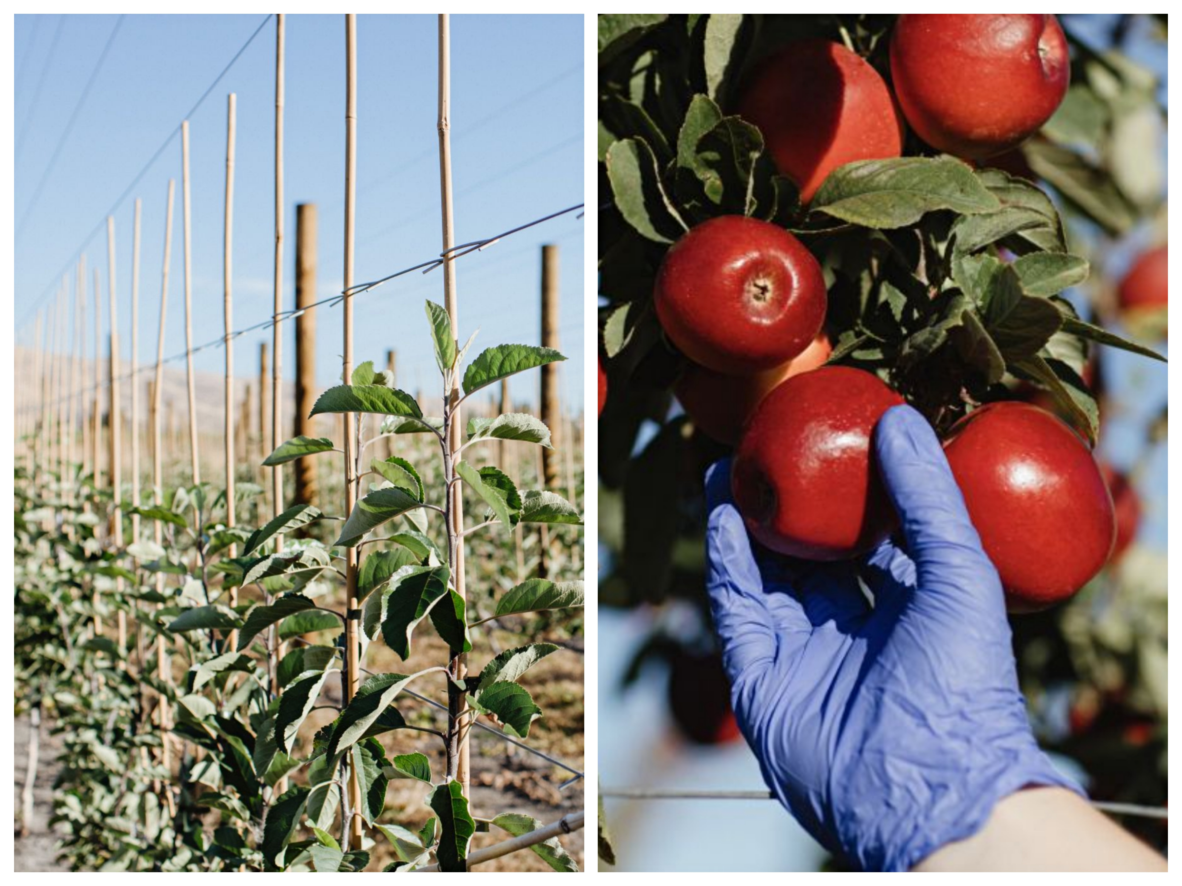 为什么新西兰火箭果这么贵,火箭果价格