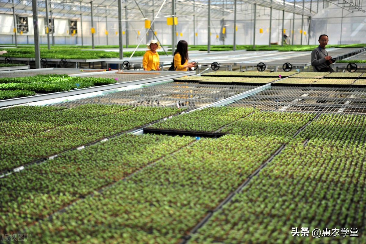 中国种子种苗市场,今日种苗价行情