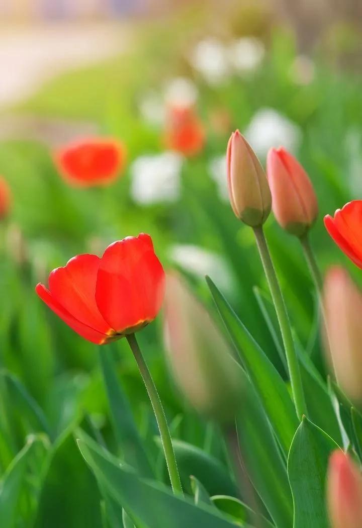 春夏之交，越来越多的花含苞欲放，这一百种娇媚蓓蕾真是美不胜收