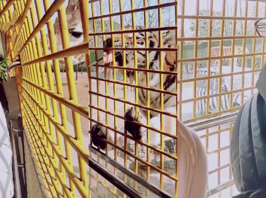 一月份去上海野生动物园和海洋馆,十一带大家去上海野生动物园玩