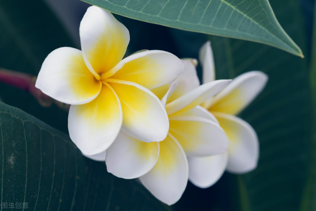 咋样说话才有魅力,怎样才是有魅力的女人
