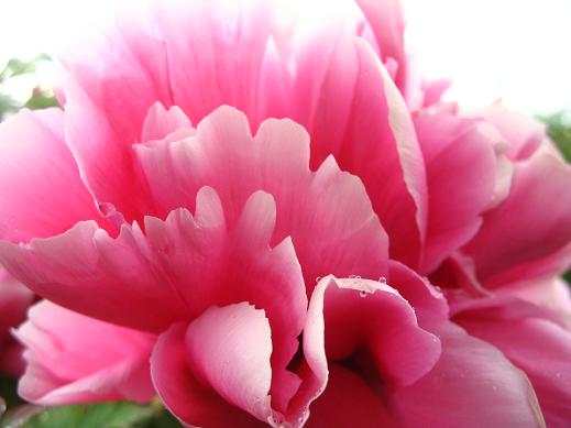 真正的中国国花是什么花,中国的国花是什么花官方认证