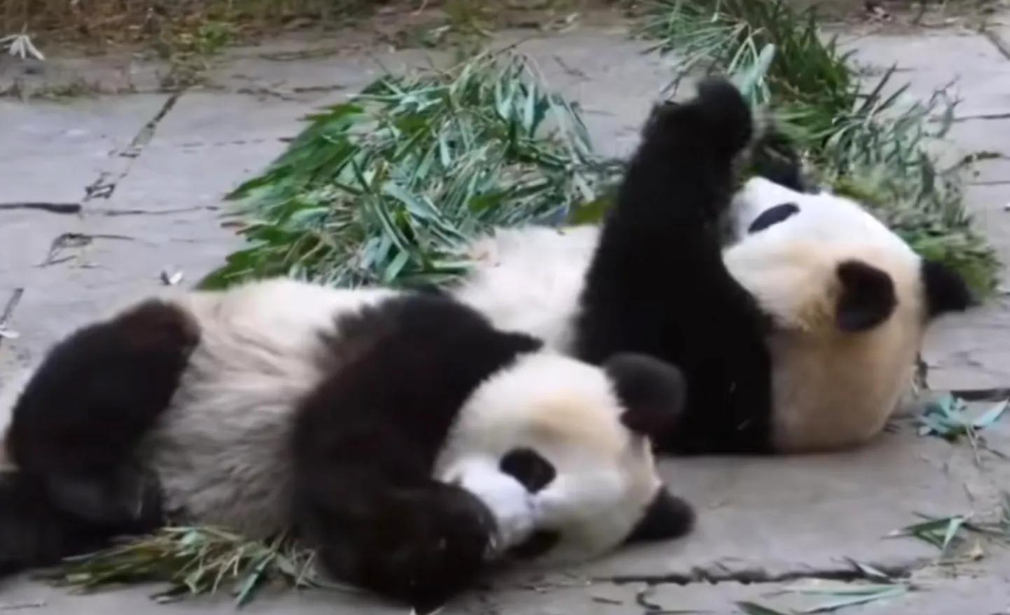 考古爱宝,考古爱宝的童年经历