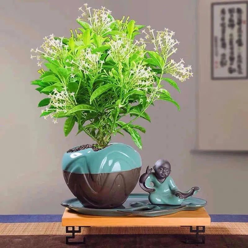 满天星花有毒吗能在卧室养吗,5种不能在室内养的花