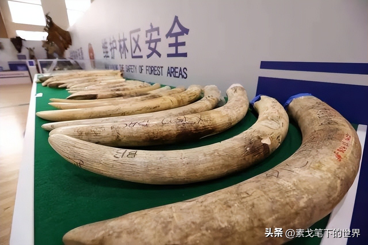 收入水平影响犀牛角消费偏好:野生与半野生犀牛角更受青睐