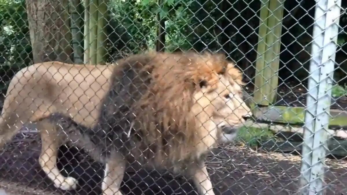 残暴狮世界上最大的猫科动物,狮虎兽世界最大猫科动物