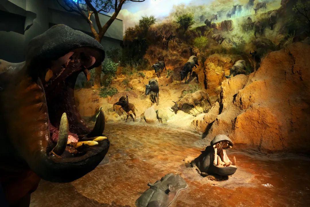 打卡山东博物馆和大明湖,山东博物馆打卡攻略