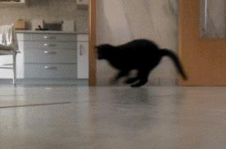 猫咪晚上总是想进卧室,猫咪大晚上总是钻沙发底下怎么办