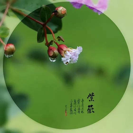 紫薇花壁纸高清全屏,唯美紫壁纸