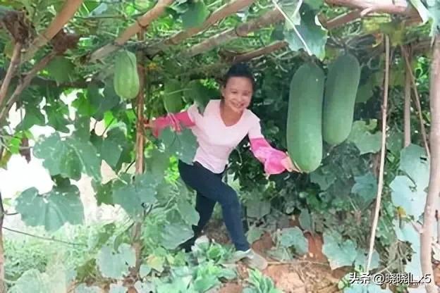 广西果农赚钱吗,广西果农发展