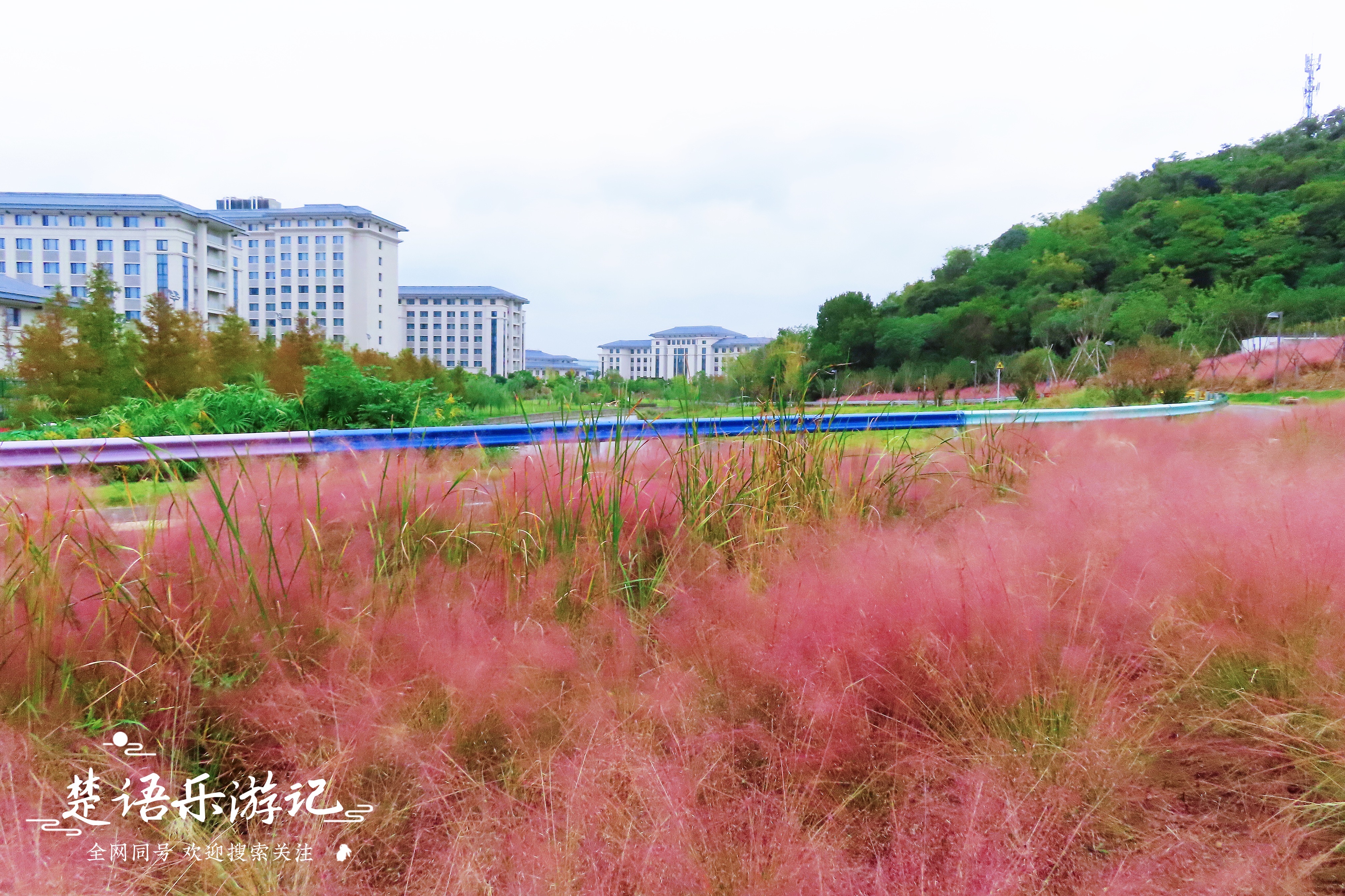 宁波附近粉黛花海,粉黛花海宁波
