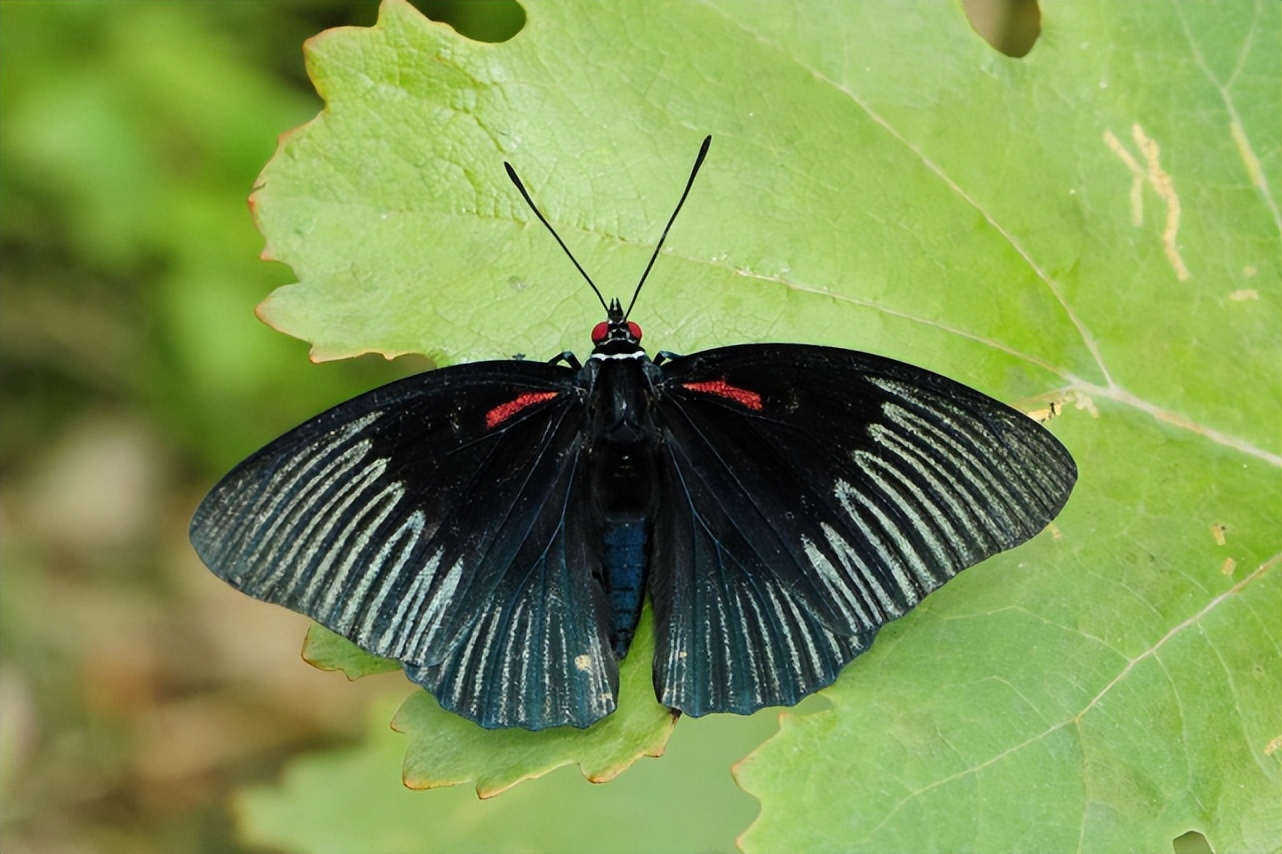 广东发现珍稀罕见野生动物,珍稀动物视频