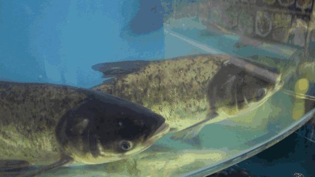 鱼鳃是什么原理呼吸的,鱼鳃呼吸