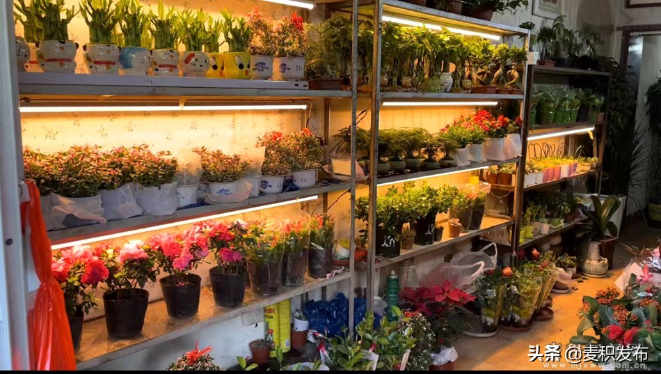 麦积区花卉市场在哪里,麦积区附近花卉市场在哪