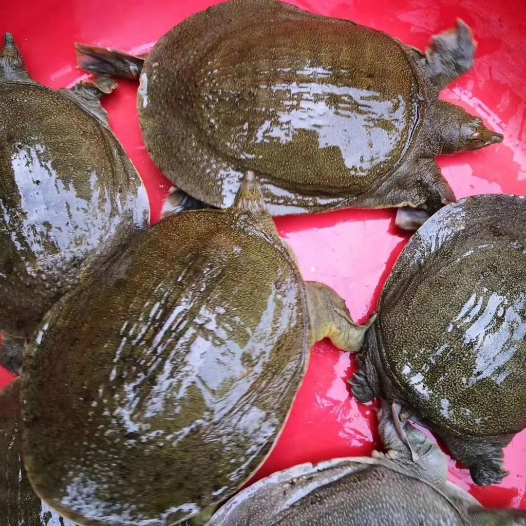 甲鱼养殖有前景吗视频,甲鱼养殖前景和现状