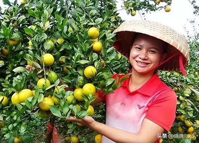 果农如何才能赚钱,果农的年收入