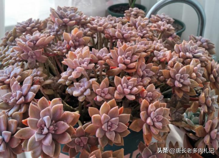 多肉阿伦怎样养护,夏天不怕晒的多肉品种