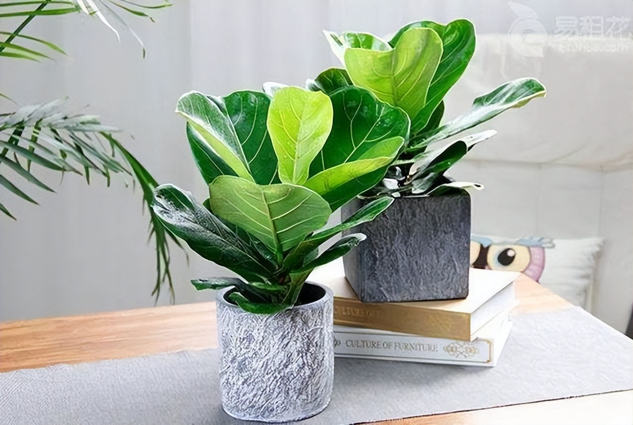 客厅养什么花好看又好养,客厅养什么花好看又好养活