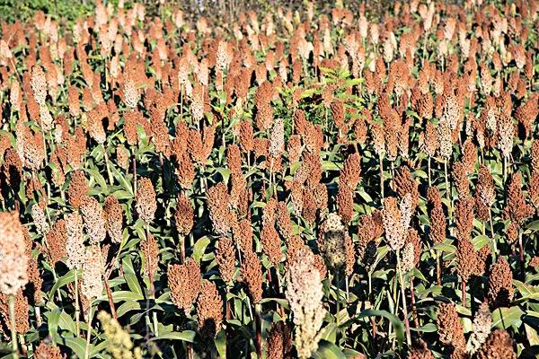 高粱品种图片大全,高粱乌米图片