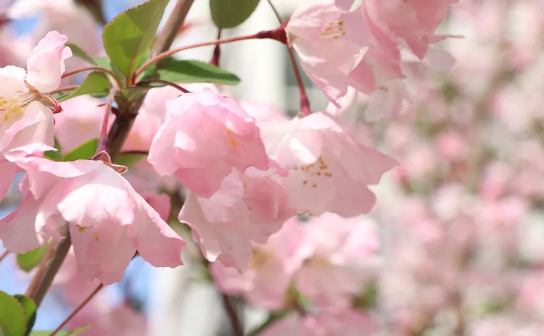【美哉第一山】携一缕春风，把校园美景与你分享