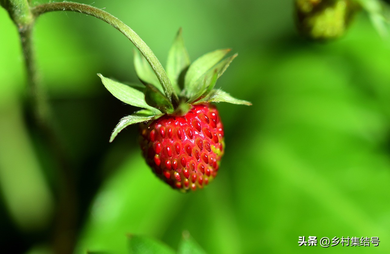 安田草莓园,日本安田草莓园