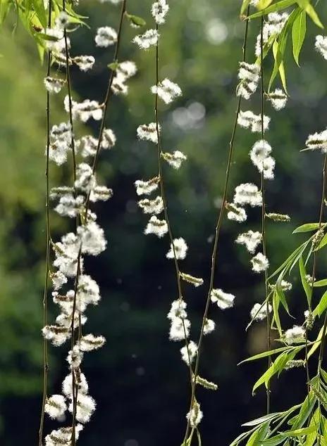 “柳枝”可不只代表“送别”，一文读懂所有“杨柳”文化