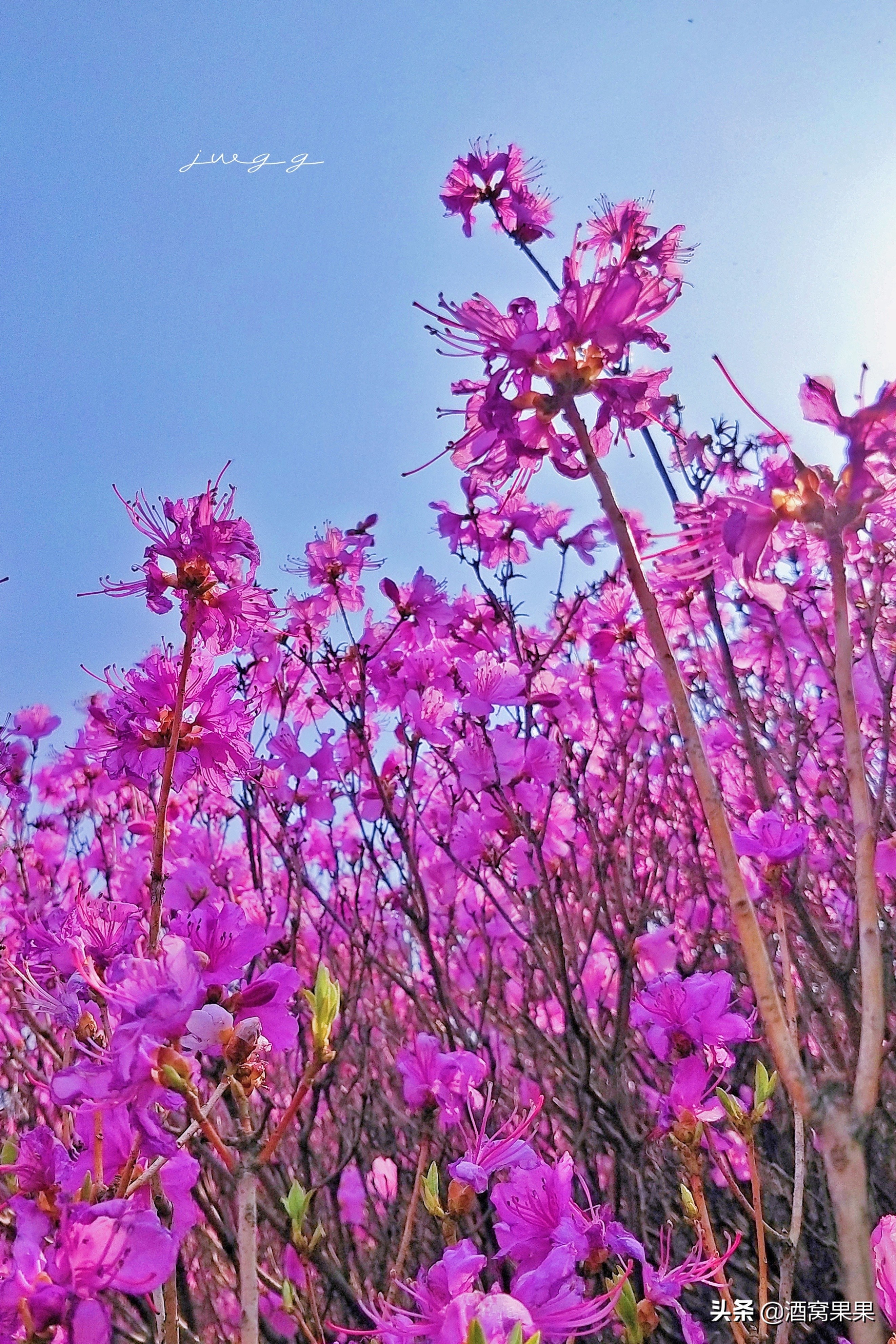 大连神秘花海旅游攻略路线,大连杜鹃花海旅游攻略